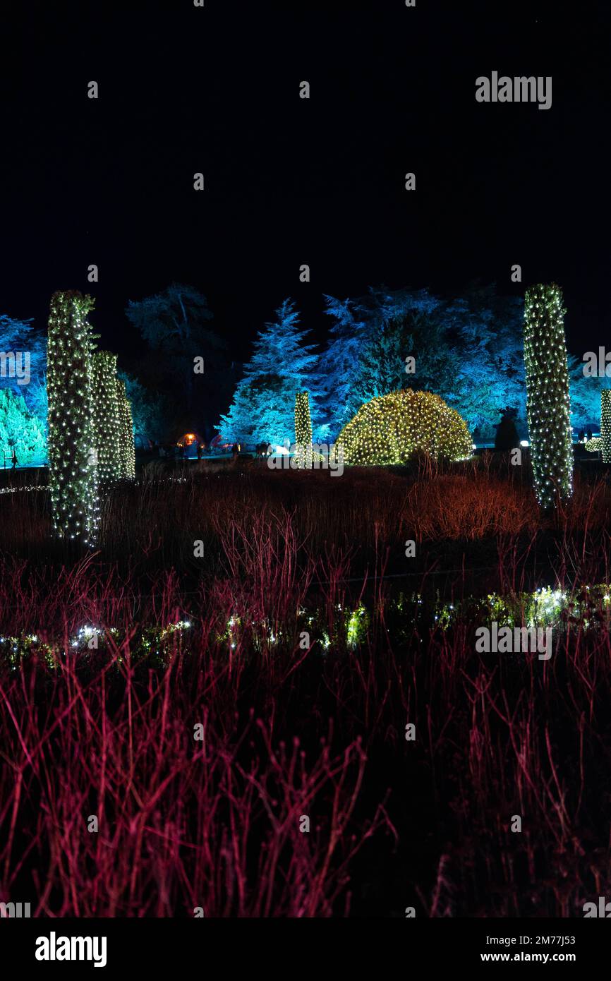 Lumière de Noël festive avec topiaires illuminés et arbres colorés la nuit Banque D'Images