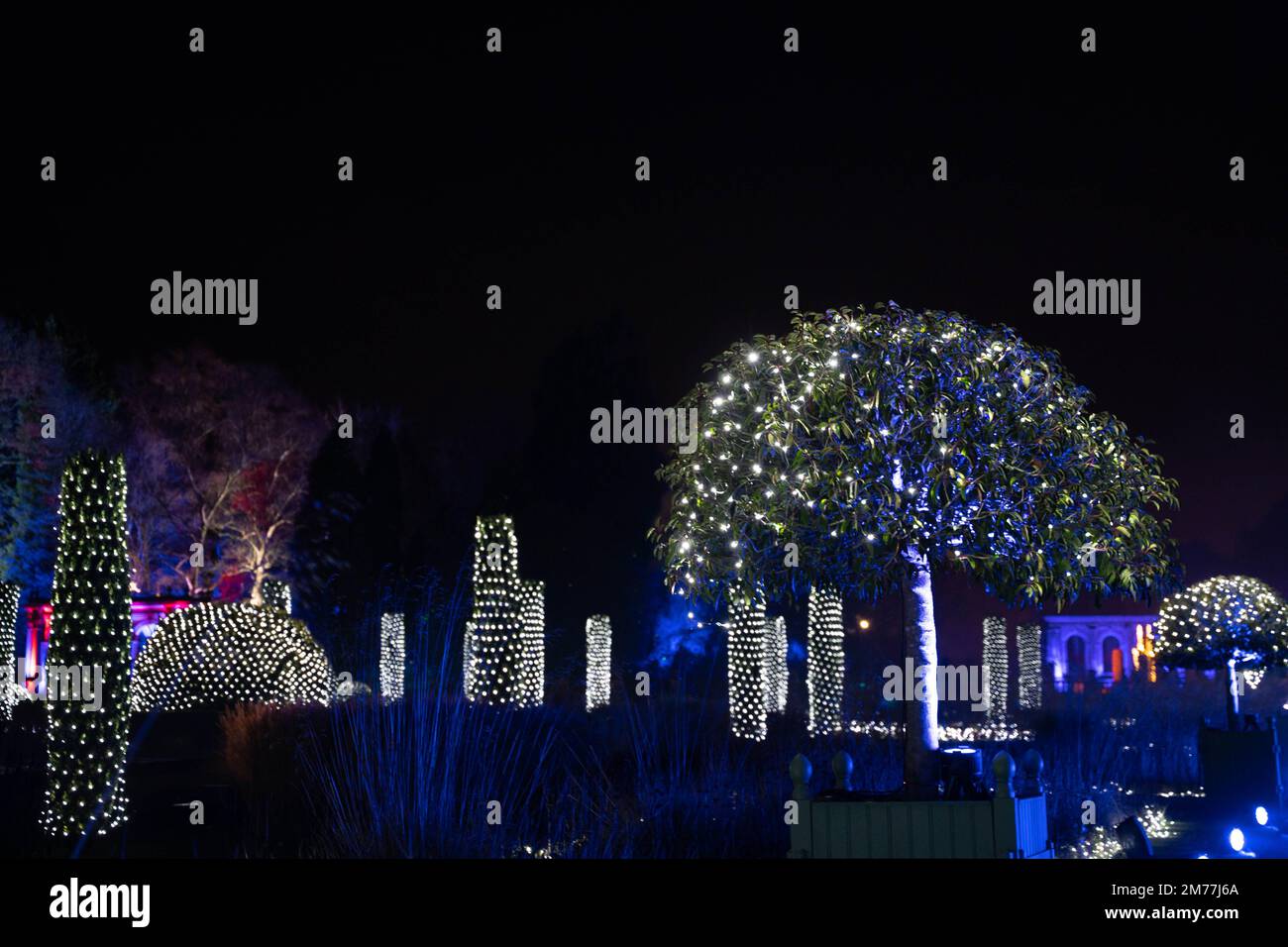 Sapins de Noël illuminés et illuminations nocturnes dans les jardins d'hiver festifs Banque D'Images
