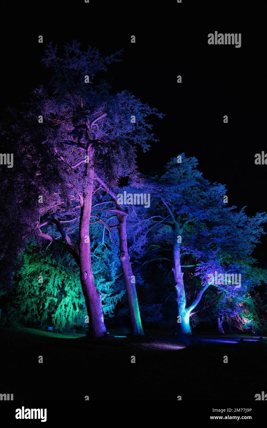Arbres illuminés avec éclairage coloré s'affichent la nuit dans le jardin d'hiver festif Banque D'Images