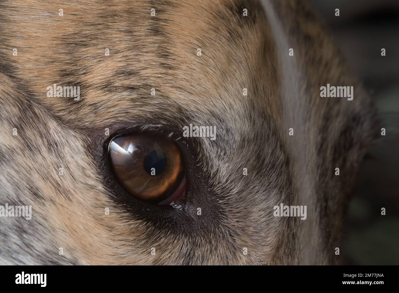 Détails incroyables de l'œil et de l'iris marron du chien greyhound