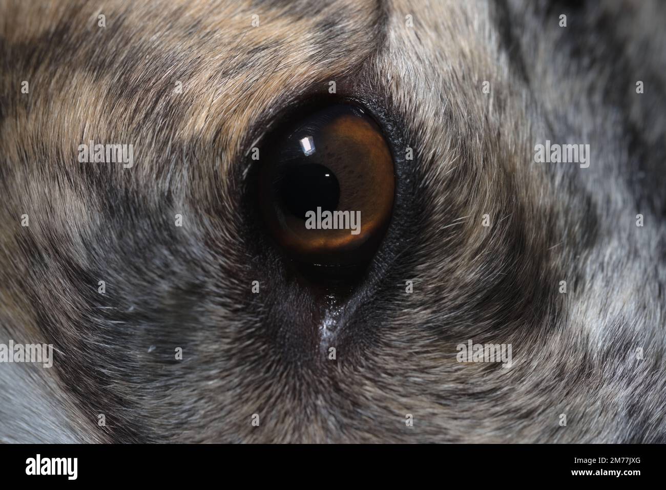 Gros plan extrême sur l'iris brun de l'œil de lévrier de chien. Mise au point sélective, avec une texture de fourrure plein cadre, la pupille dilatée apparaît noire. Banque D'Images