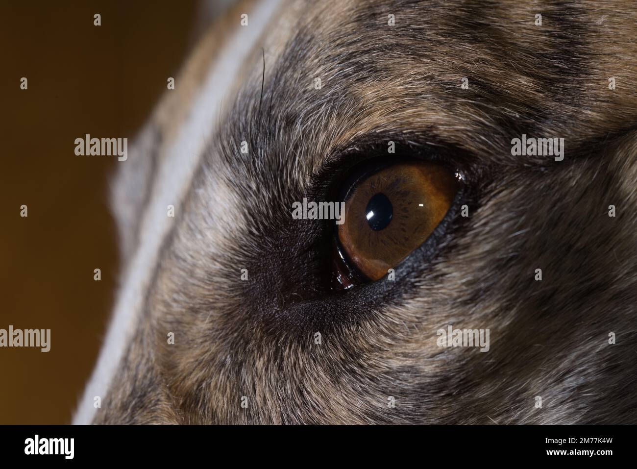 Les cryptes et autres détails de ce chien iris sont mis en évidence par flash. Perspective macro d'un animal adopté gronde visage, montrant le gros plan de l'oeil gauche Banque D'Images