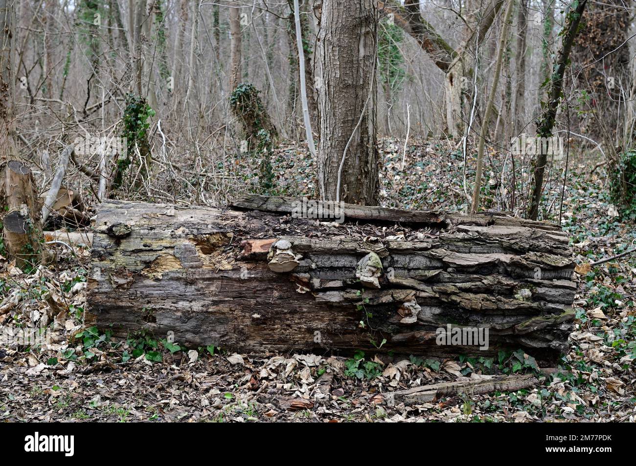 Vienne, Autriche. Prater nature sauvage. Champignon de l'urine (Fomes fomentarius) Banque D'Images