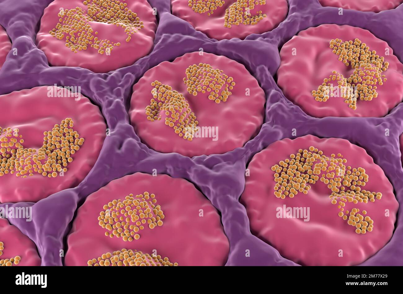 Surface de la glande salivaire (sublinguale) dans la bouche humaine - vue isométrique 3D illustration Banque D'Images