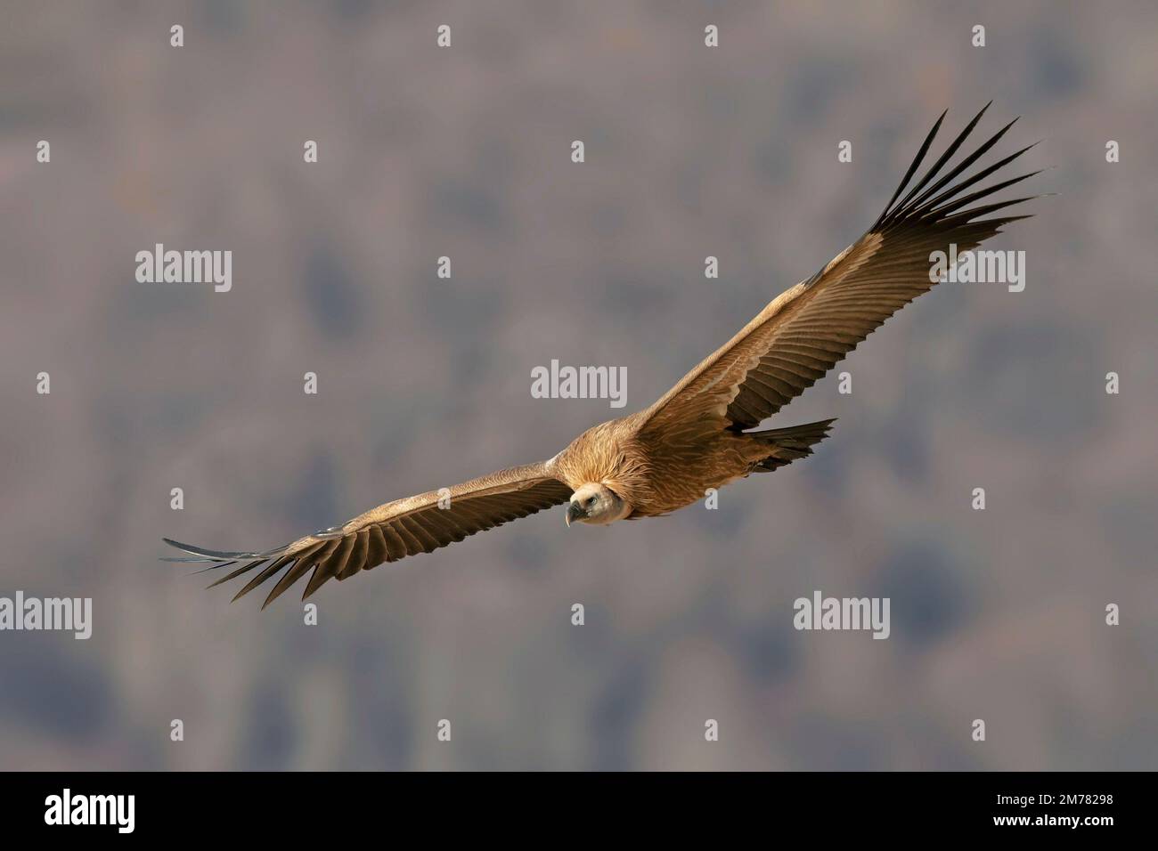 Grifone (GIPS fulvus) vautour de griffon; Parco Gran Sasso, PNALM, Sirente, Velino Banque D'Images