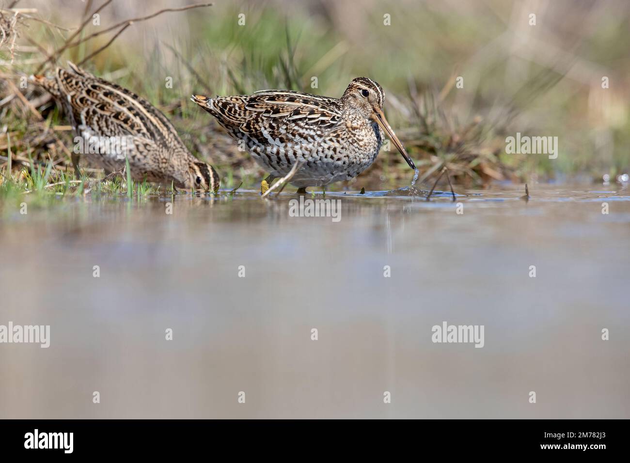 Croccolone - le grand snipe (Gallinago media) est un petit méandeur stockeux du genre Gallinago Banque D'Images