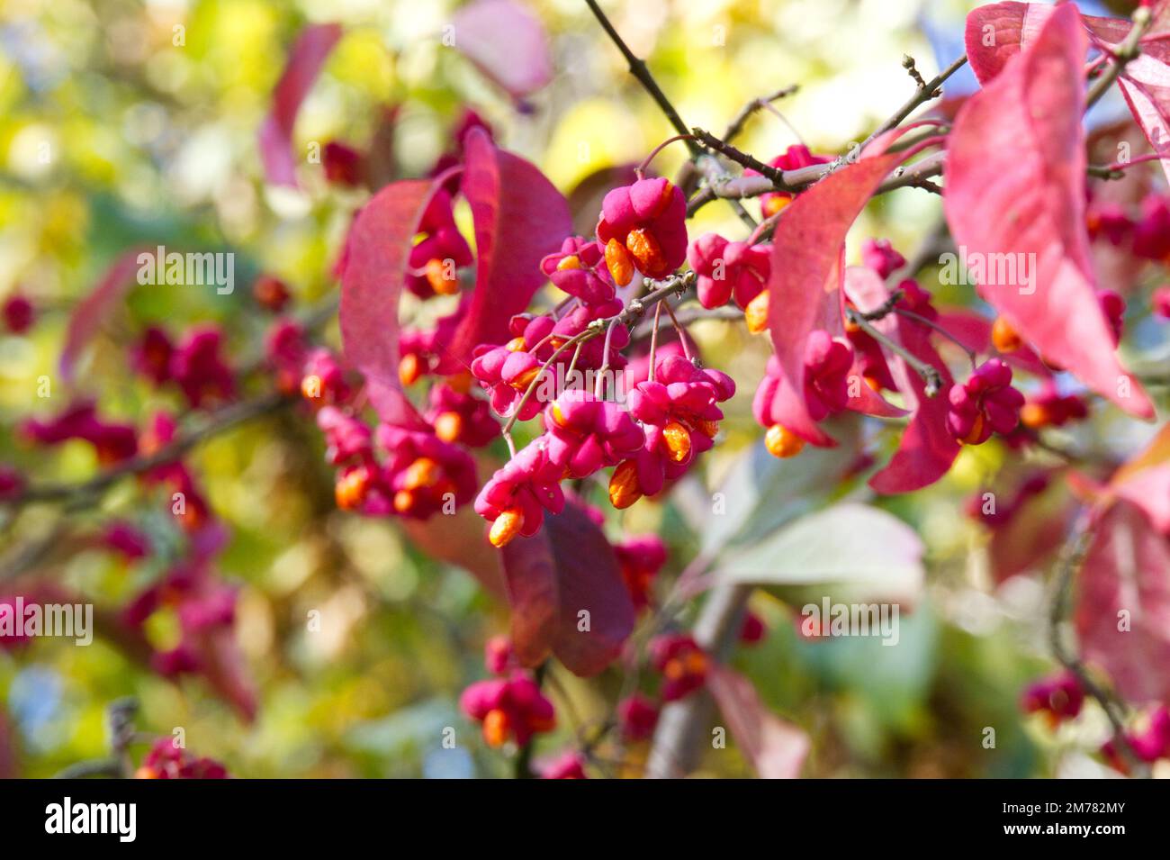 Fruit coloré de l'arbre de broche Euonymus europaeus Red Cascade dans le jardin d'automne UK octobre Banque D'Images