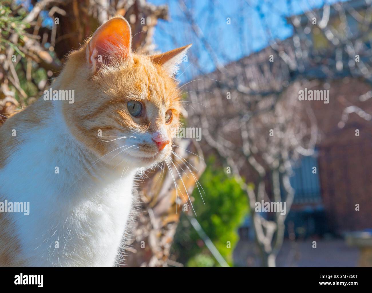 Tabby et blanc. Voir de très près. Banque D'Images