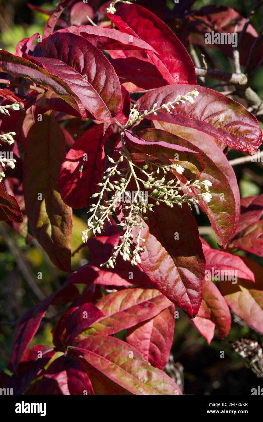 Fleur d'automne et feuillage de l'Oxydendron arboreum / arbre de sorrel / sourwood dans le jardin du Royaume-Uni octobre Banque D'Images