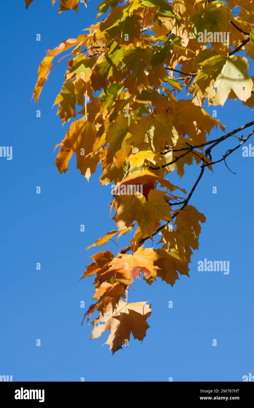 feuillage d'automne jaune doré d'Acer saccharinum / érable argenté dans le jardin britannique octobre Banque D'Images