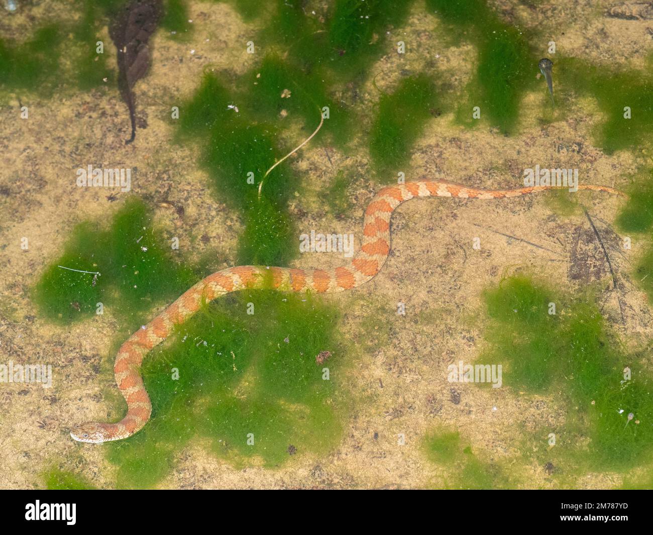 Serpent d'eau d'Amérique du Sud (Helicops angulatus) dans une piscine sur le sol de la forêt tropicale, l'Équateur Banque D'Images