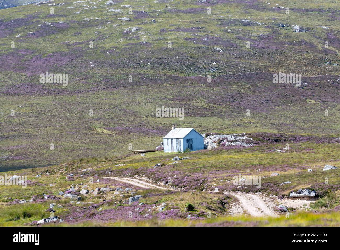 Les bergers se huent sur un Muir écossais en août, avec la Heather en fleur. Highlands, Écosse, Royaume-Uni. Banque D'Images