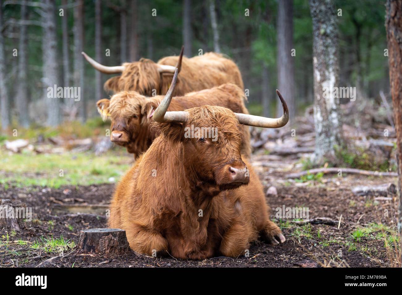Les bovins des Highlands dans les forêts de pins où ils broutent parmi les arbres pour aider à améliorer l'habitat des bois. Highlands, Écosse, Royaume-Uni. Banque D'Images