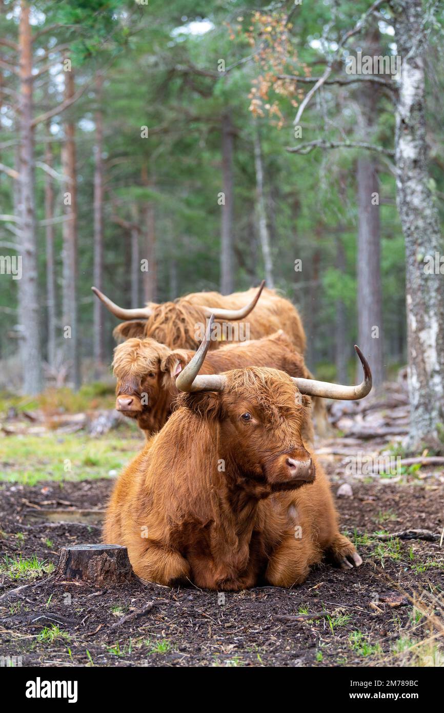 Les bovins des Highlands dans les forêts de pins où ils broutent parmi les arbres pour aider à améliorer l'habitat des bois. Highlands, Écosse, Royaume-Uni. Banque D'Images