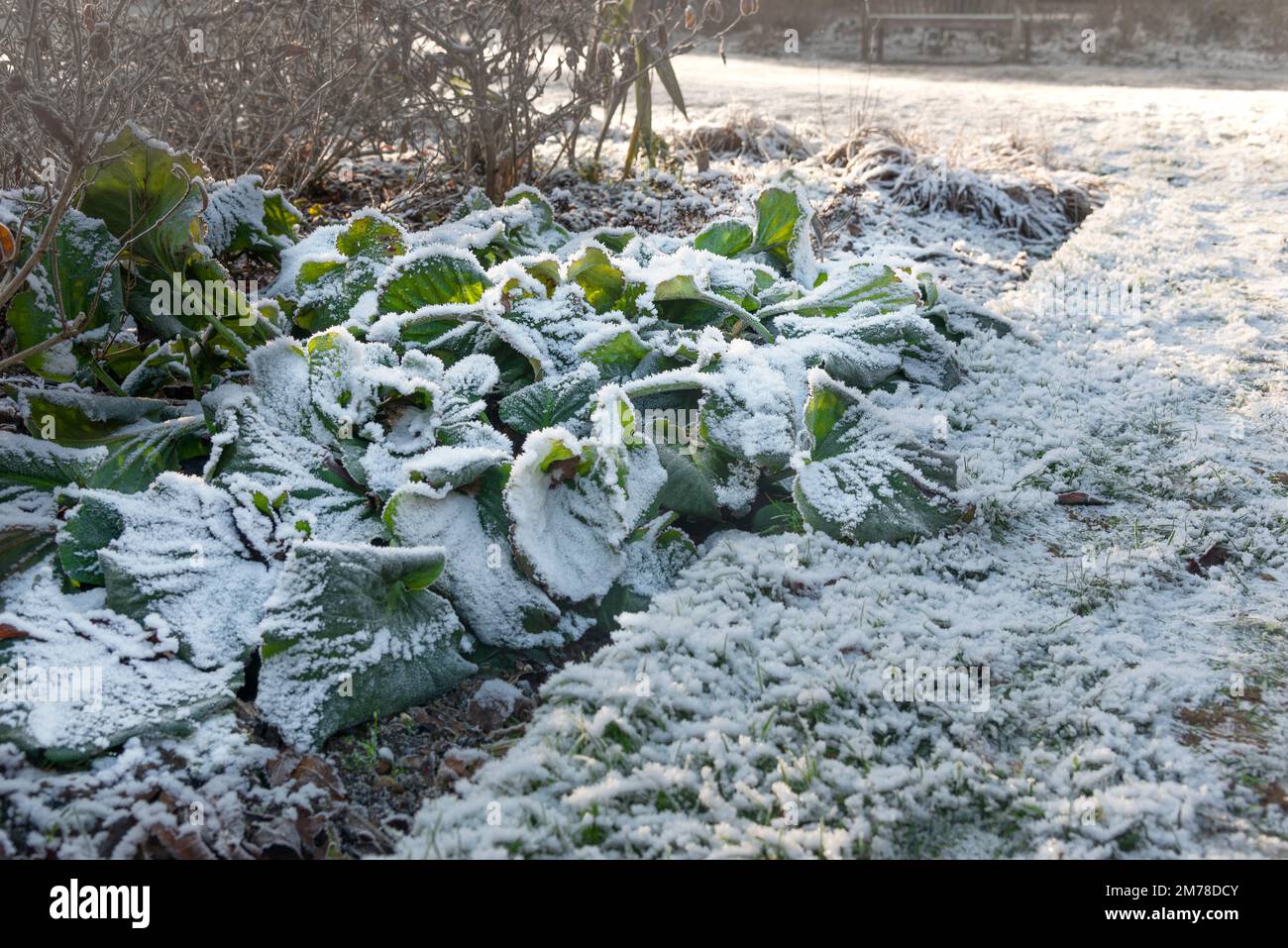 La neige et le gel couvraient les plantes de Bergenia dans une frontière herbacée prise au soleil du matin de décembre - Berkshire, Angleterre, Royaume-Uni Banque D'Images