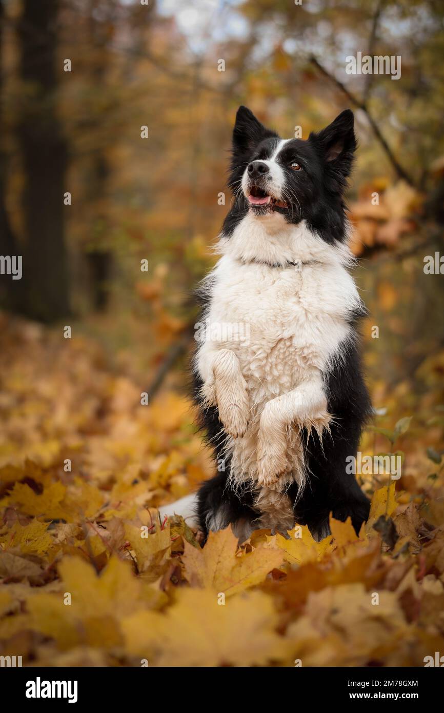Smart Border Collie fait le tour Meerkat dans les feuilles d'automne. L'animal intelligent noir et blanc fait un tour de chien dans la nature de la forêt pendant la saison d'automne. Banque D'Images
