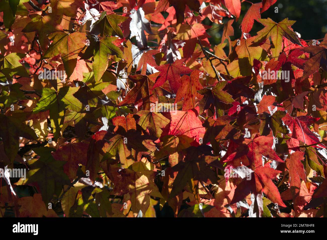 Feuillage d'automne de Liquidambar styraciflua / gomme sucrée dans le jardin du Royaume-Uni octobre Banque D'Images