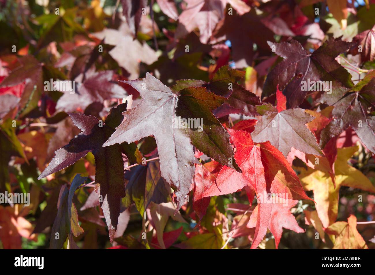 Feuillage d'automne de Liquidambar styraciflua / gomme sucrée dans le jardin du Royaume-Uni octobre Banque D'Images