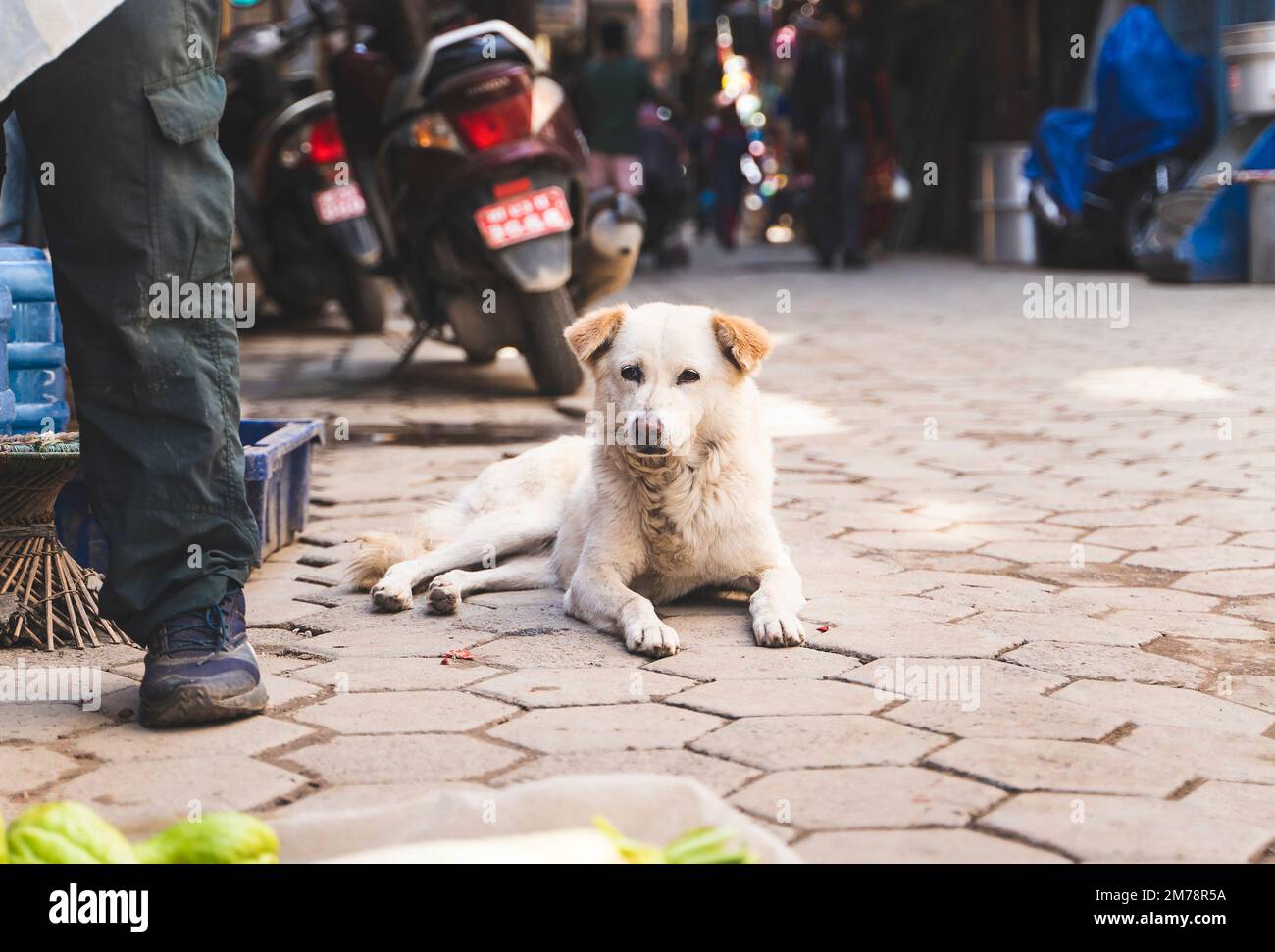 Mignon chien blanc dans la rue de Katmandou, Népal. Banque D'Images