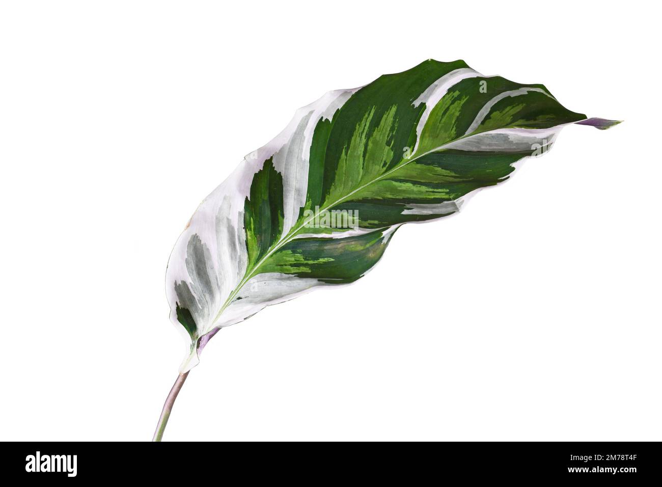 Feuille de plante maison exotique 'Calathea White Fusion' de prière sur fond blanc Banque D'Images