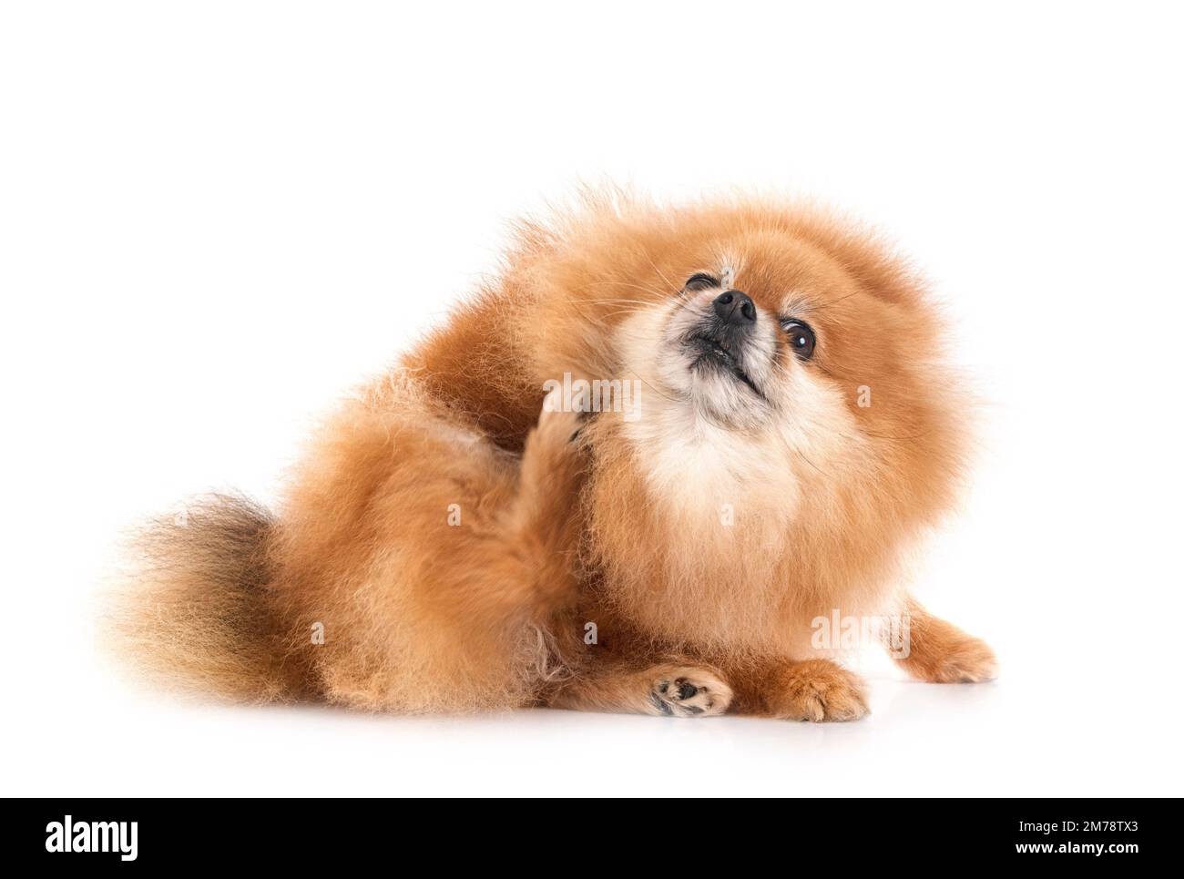 pomeranian senior devant un fond blanc Banque D'Images