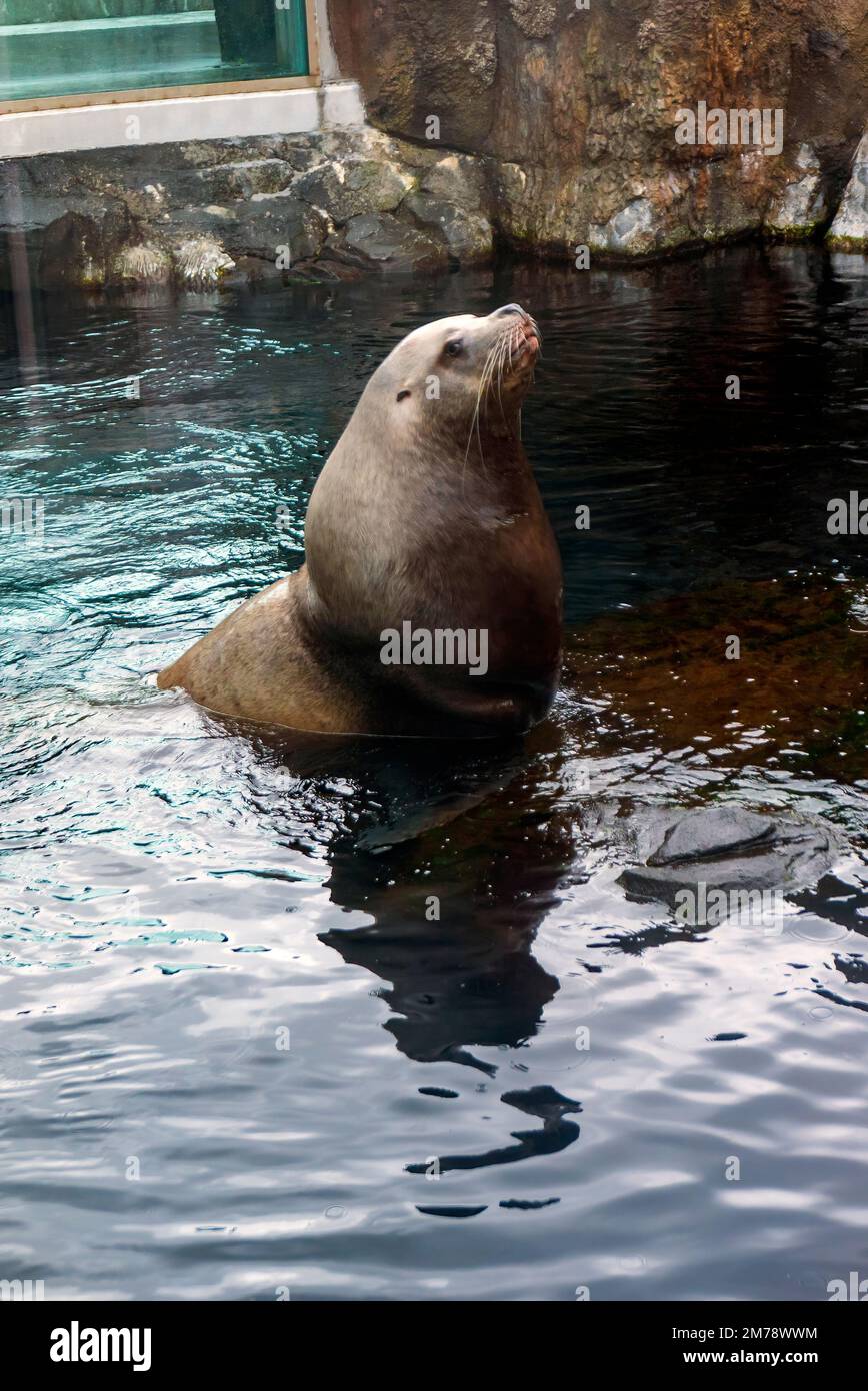 Steller Sea Lion ; Eumetopias jubatus ; dans un grand aquarium à parois de verre ; Alaska SeaLife Centre ; Resurrection Bay ; Seward ; Alaska ; ÉTATS-UNIS Banque D'Images