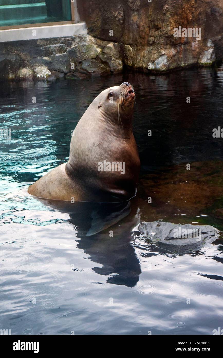 Steller Sea Lion ; Eumetopias jubatus ; dans un grand aquarium à parois de verre ; Alaska SeaLife Centre ; Resurrection Bay ; Seward ; Alaska ; ÉTATS-UNIS Banque D'Images