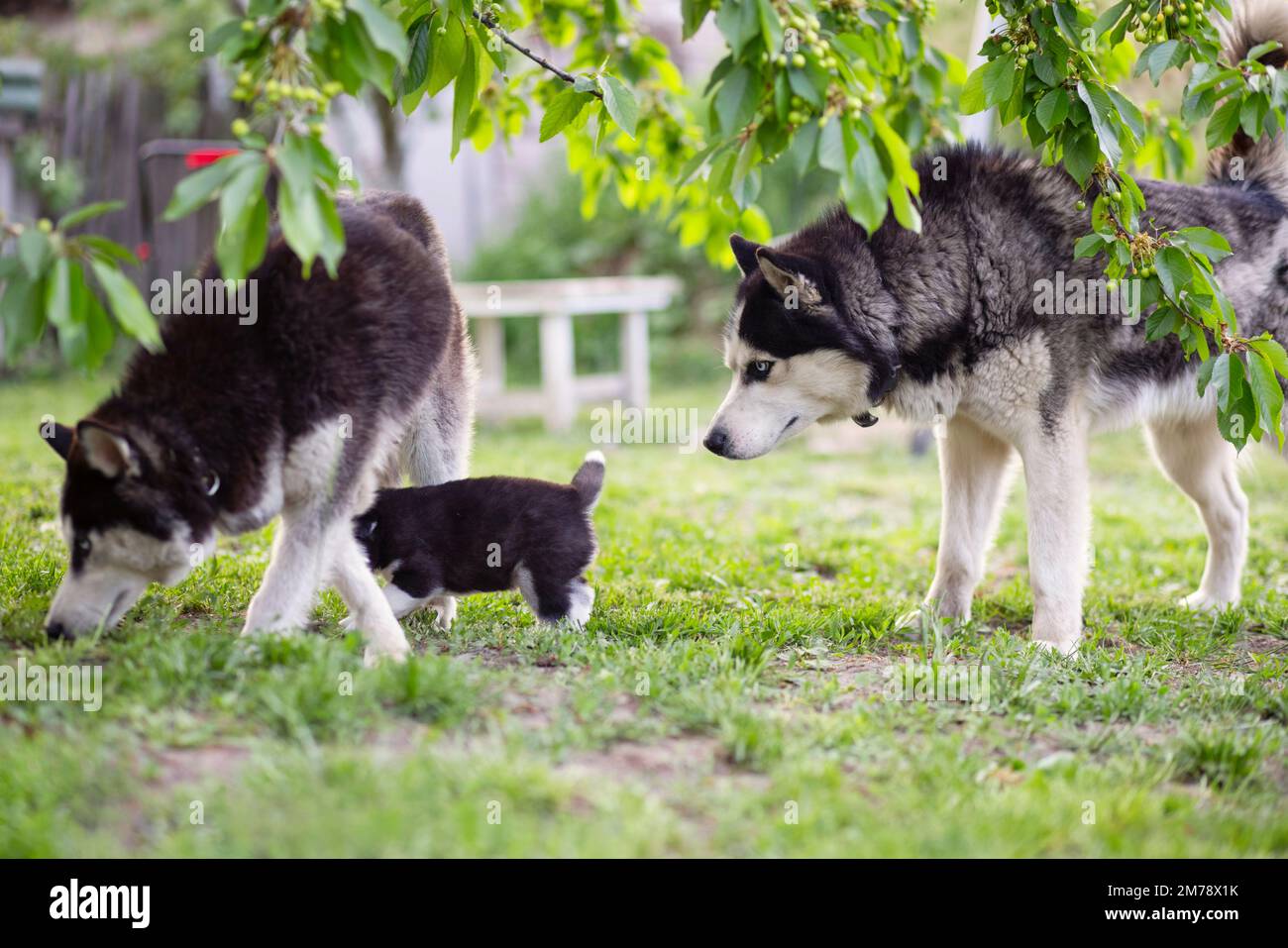 Une famille heureuse de chiens husky sibériens jouent sur l'herbe verte dans la cour extérieure Banque D'Images