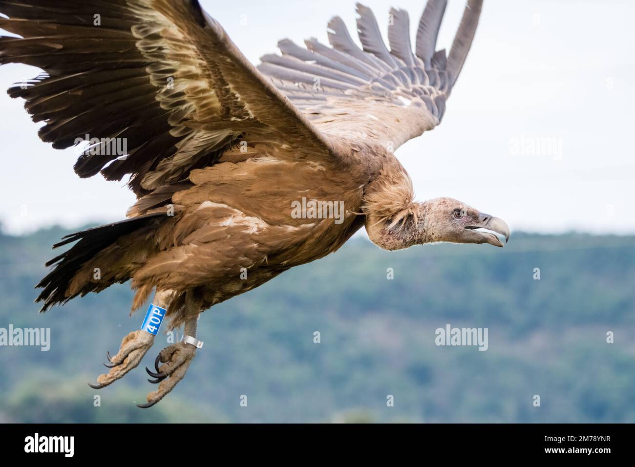 griffon vautour, Gyps fulvus, envol après avoir été encerclé, Catalogne, Espagne Banque D'Images