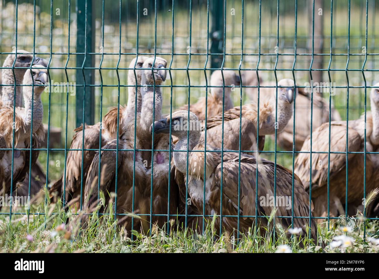 griffon vautour, Gyps fulvus, enfermé dans une cage temporaire à encercter, Catalogne, Espagne Banque D'Images