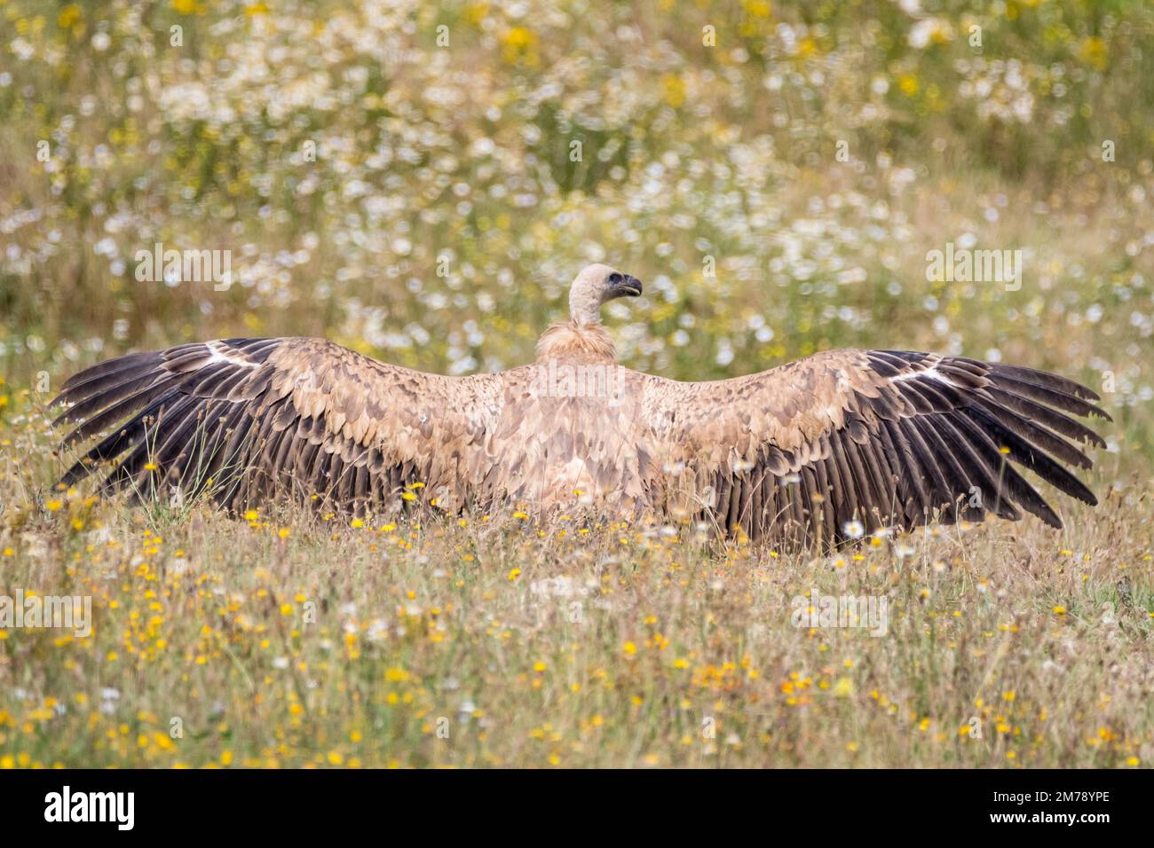 griffon vautour, Gyps fulvus, ailes surtendues sur un terrain, Catalogne, Espagne Banque D'Images
