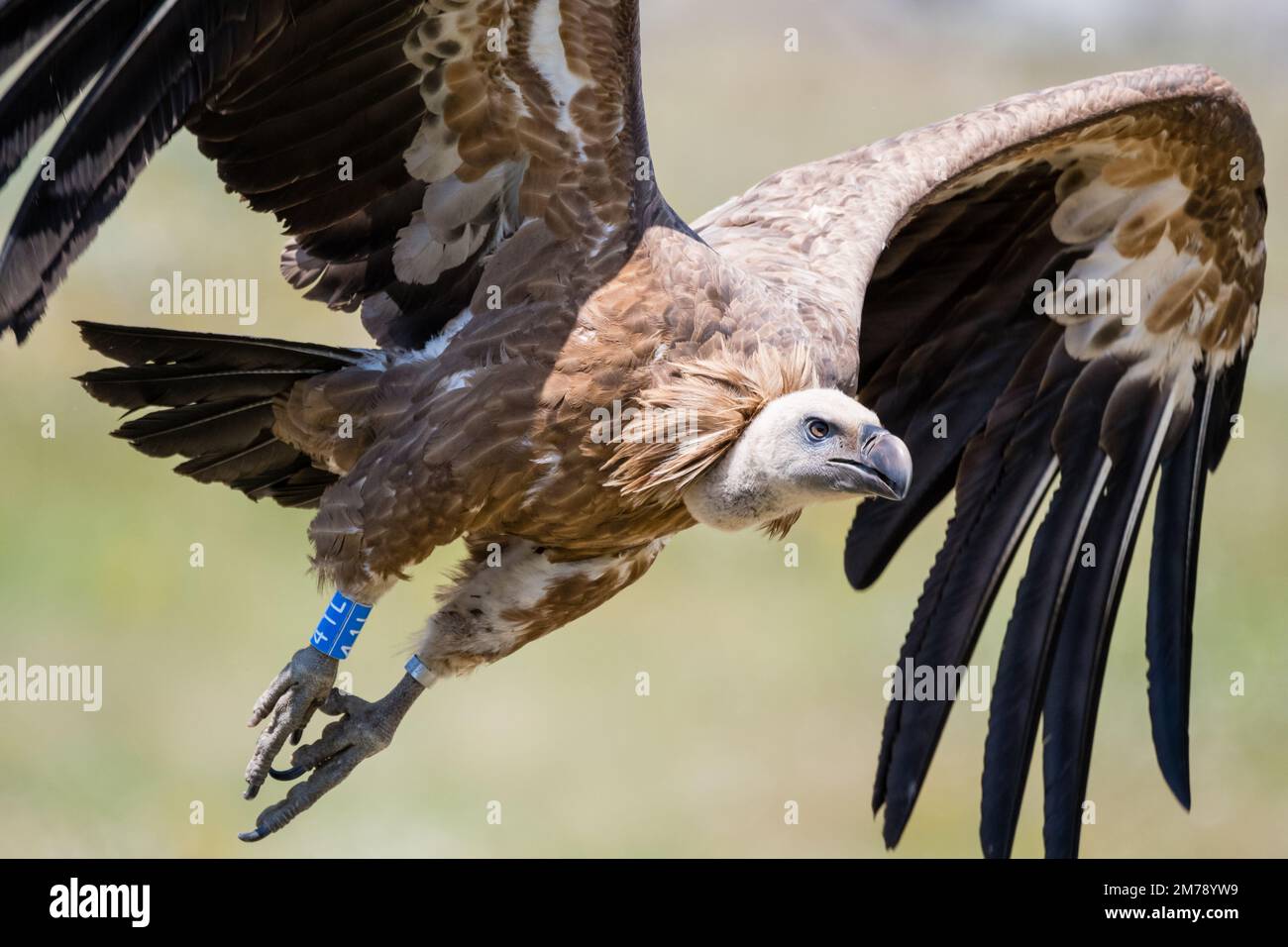 griffon vautour, Gyps fulvus, envol après avoir été encerclé, Catalogne, Espagne Banque D'Images