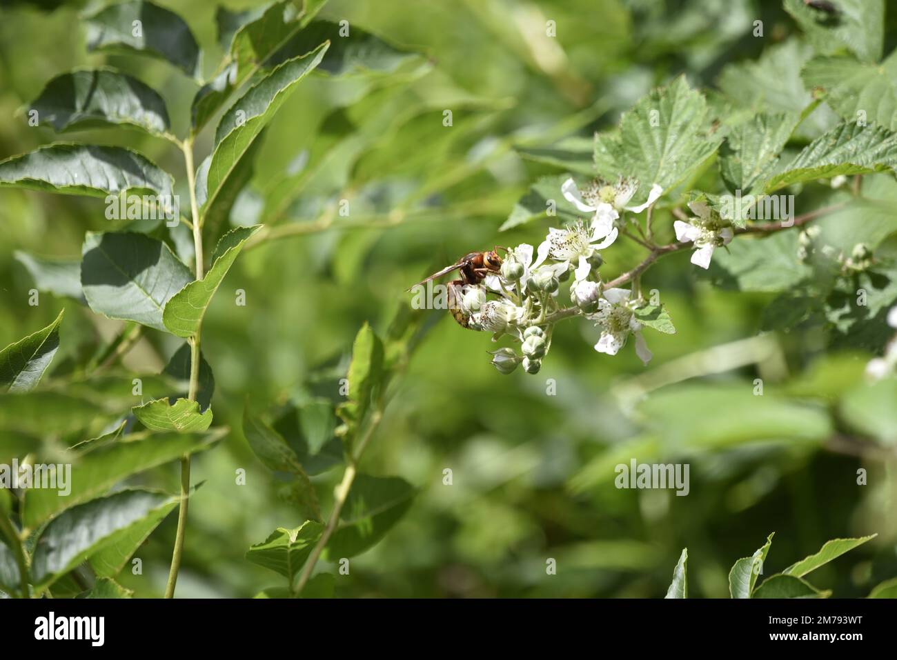 Hornet européen (Vespa crabro) en profil droit, au milieu de l'image, sur une fleur sauvage blanche lors d'une journée ensoleillée contre un fond vert à feuilles vertes au pays de Galles, au Royaume-Uni Banque D'Images