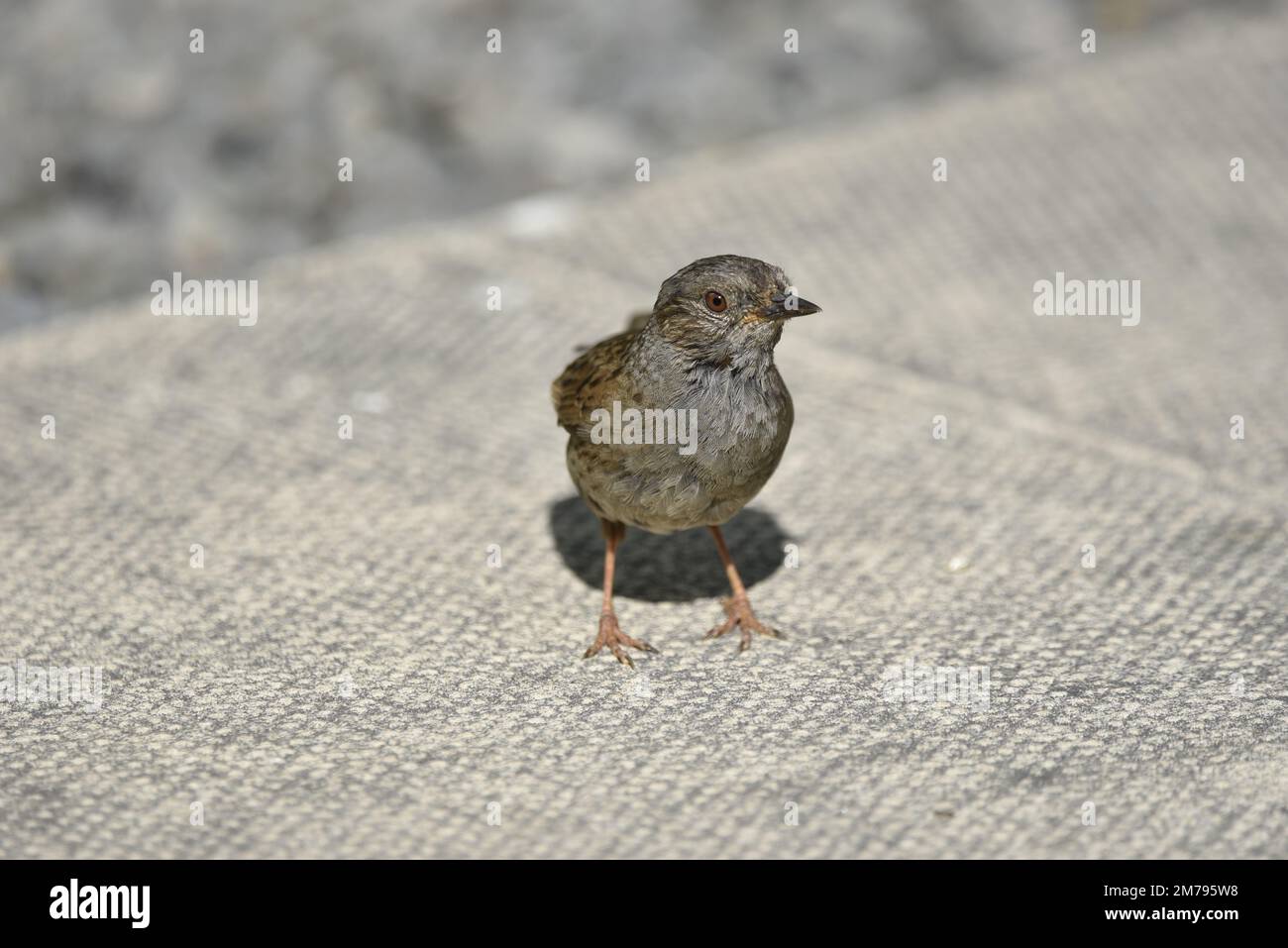 Vue rapprochée d'un Dunnock juvénile (Prunella modularis) avec la tête tournée vers la droite, debout sur la dalle de pavage lors d'une chaude journée de soleil au Royaume-Uni Banque D'Images