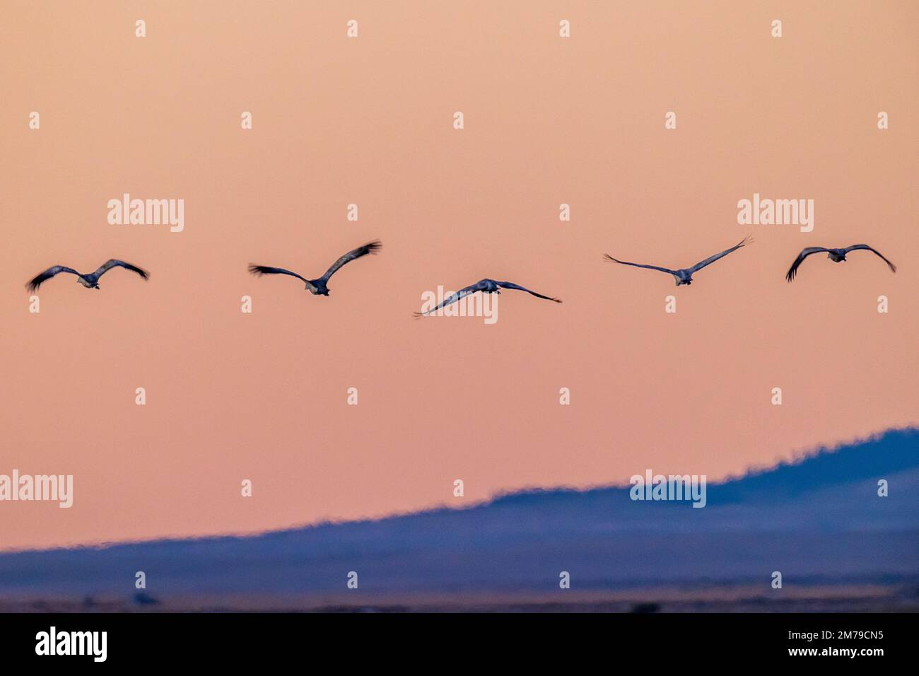 Grues du Canada en vol au lever du soleil; réserve naturelle nationale de Monte Vista; vallée de San Luis; Colorado; États-Unis Banque D'Images