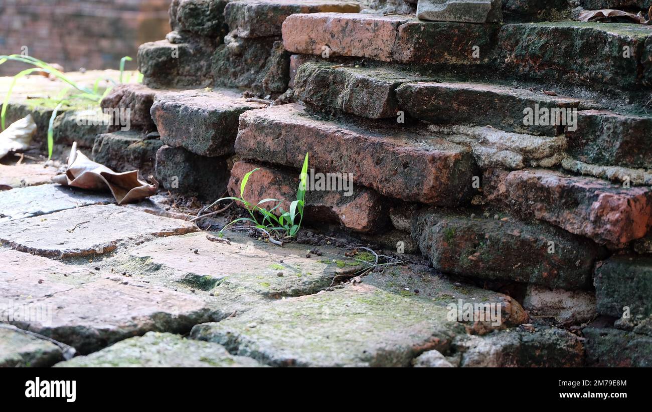 Gros plan sur les restes d'un vieux mur de briques, avec des briques altérées, et de l'herbe minuscule qui pousse entre les briques. Banque D'Images