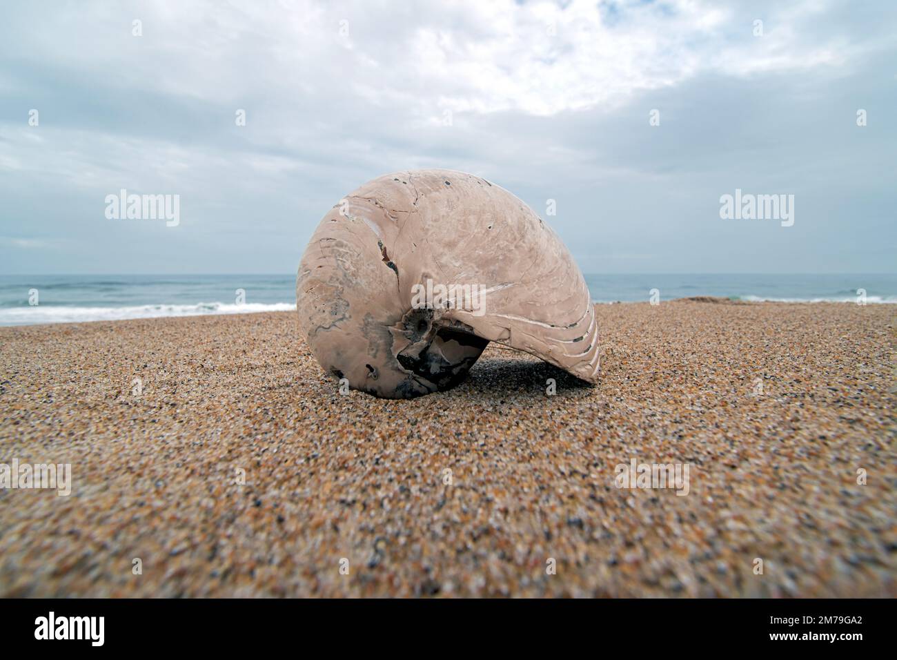 L'ammonite de Cymatoceras a été excavée à partir de strates de niveau crétacé photographiées sur le bord de mer. Les Ammonites sont les ancêtres du Nautilus « moderne ». Banque D'Images