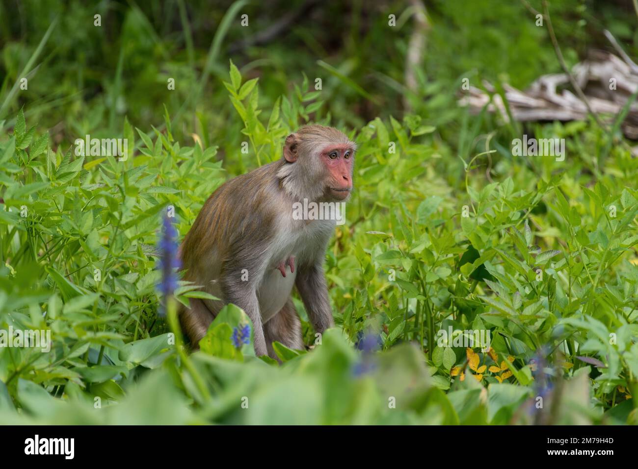 Singe Mama dans la nature Banque D'Images