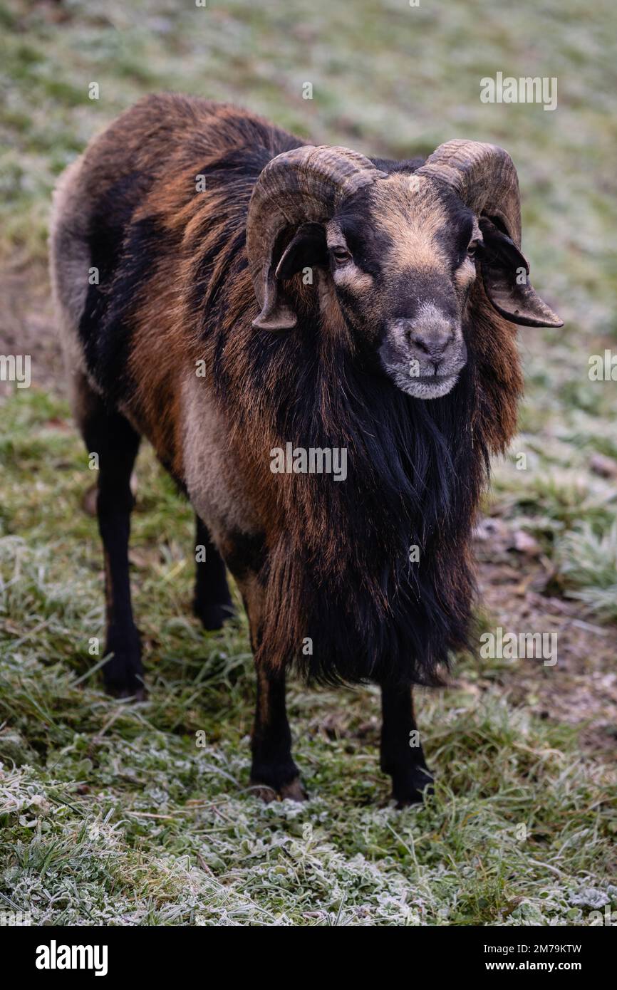 RAM du Cameroun mouflon de Dwarf Blackbelly avec manteau d'hiver, également appelé Djallonké ou Fouta Djallon Banque D'Images