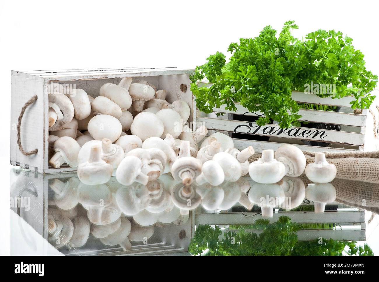 Champignons blancs frais empilés sur un fond blanc avec des herbes fraîches en arrière-plan Banque D'Images Champignons blancs frais empilés sur un fond blanc avec des herbes fraîches en arrière-plan Banque D'Images