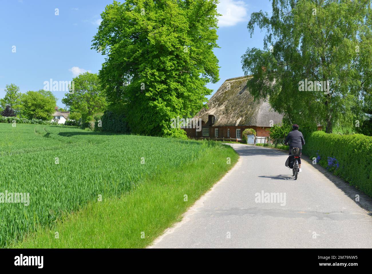 Femme à vélo en été à travers le Schleswig-Holstein, Allemagne Banque D'Images