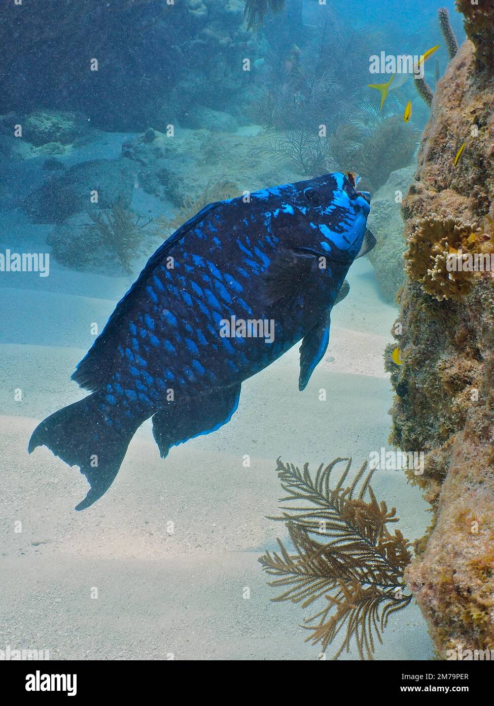 Poisson-perroquet de minuit (Scarus coelestinus) . Site de plongée John Pennekamp Coral Reef State Park, Key Largo, Florida Keys, Floride, États-Unis Banque D'Images