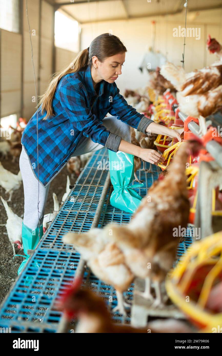 femme européenne en chemise à carreaux et en casquette remplissant le mangeoire à poulet dans une ferme à poulets Banque D'Images