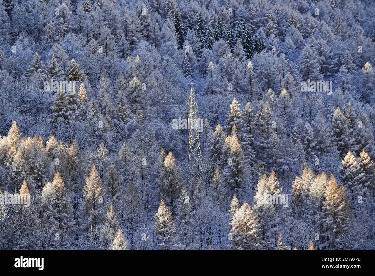 Forêt de montagne avec sapins enneigés. Belle scène extérieure des Alpes du Piémont. Beauté de la nature concept de fond. Banque D'Images