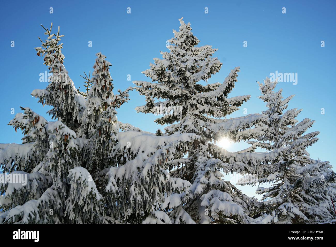 Forêt de montagne avec sapins enneigés. Belle scène extérieure des Alpes du Piémont. Beauté de la nature concept de fond. Banque D'Images