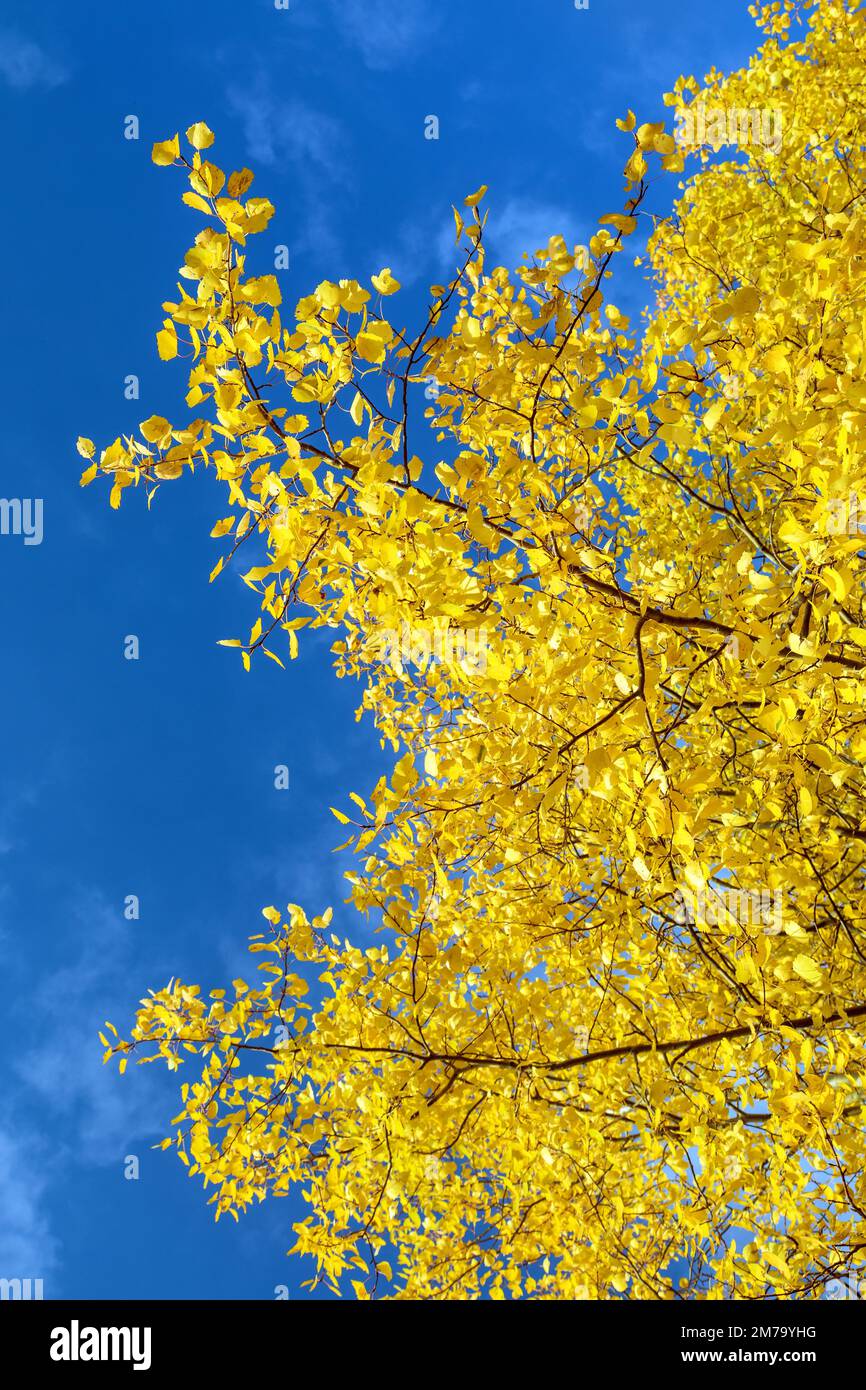Populus tremula, appelé comme tremble commune, peuplier eurasien, peuplier faux-tremble européen, ou tremble, vue de paysage automnale, branche jaune sur fond bleu ciel Banque D'Images
