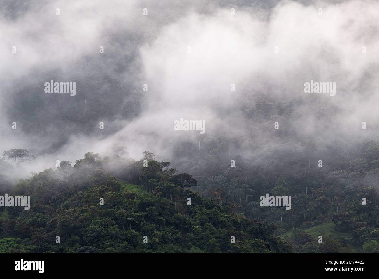 Forêt nuageuse MINDO dans la brume et le brouillard, région de Quito, Équateur. Banque D'Images