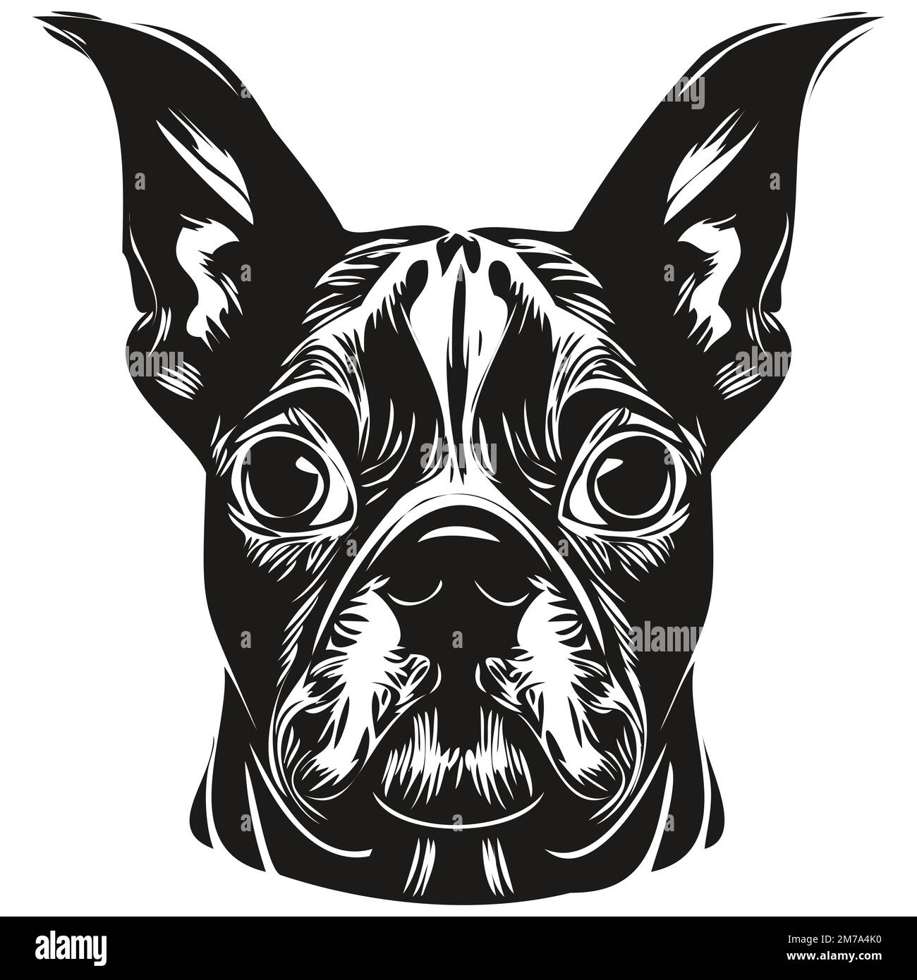 Boston Terrier chien dessin main dessin vectoriel dessin noir et blanc logo animaux illustration Illustration de Vecteur