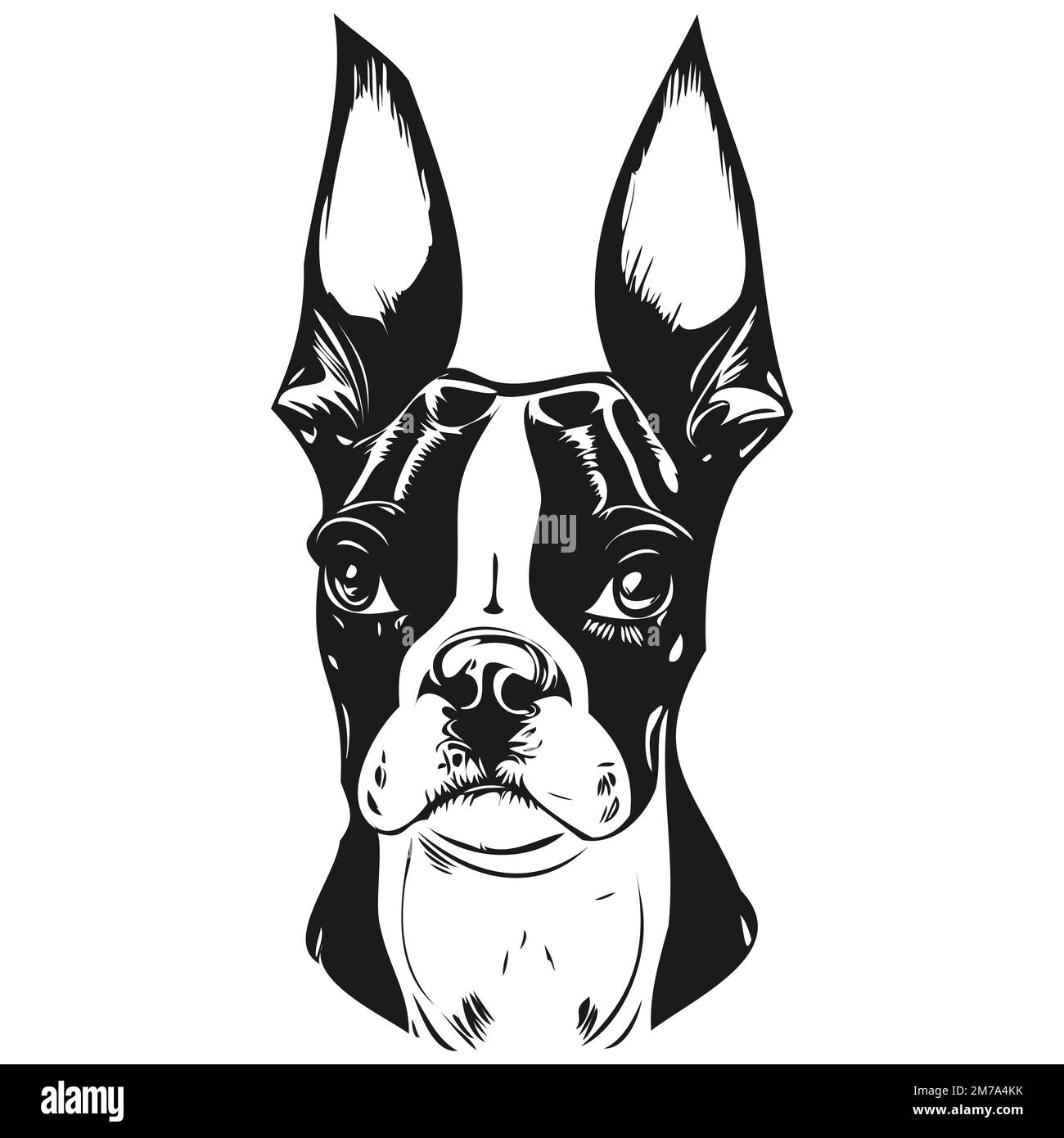 Boston Terrier chien main dessin dessin dessin art vectoriel noir et blanc animaux illustration Illustration de Vecteur