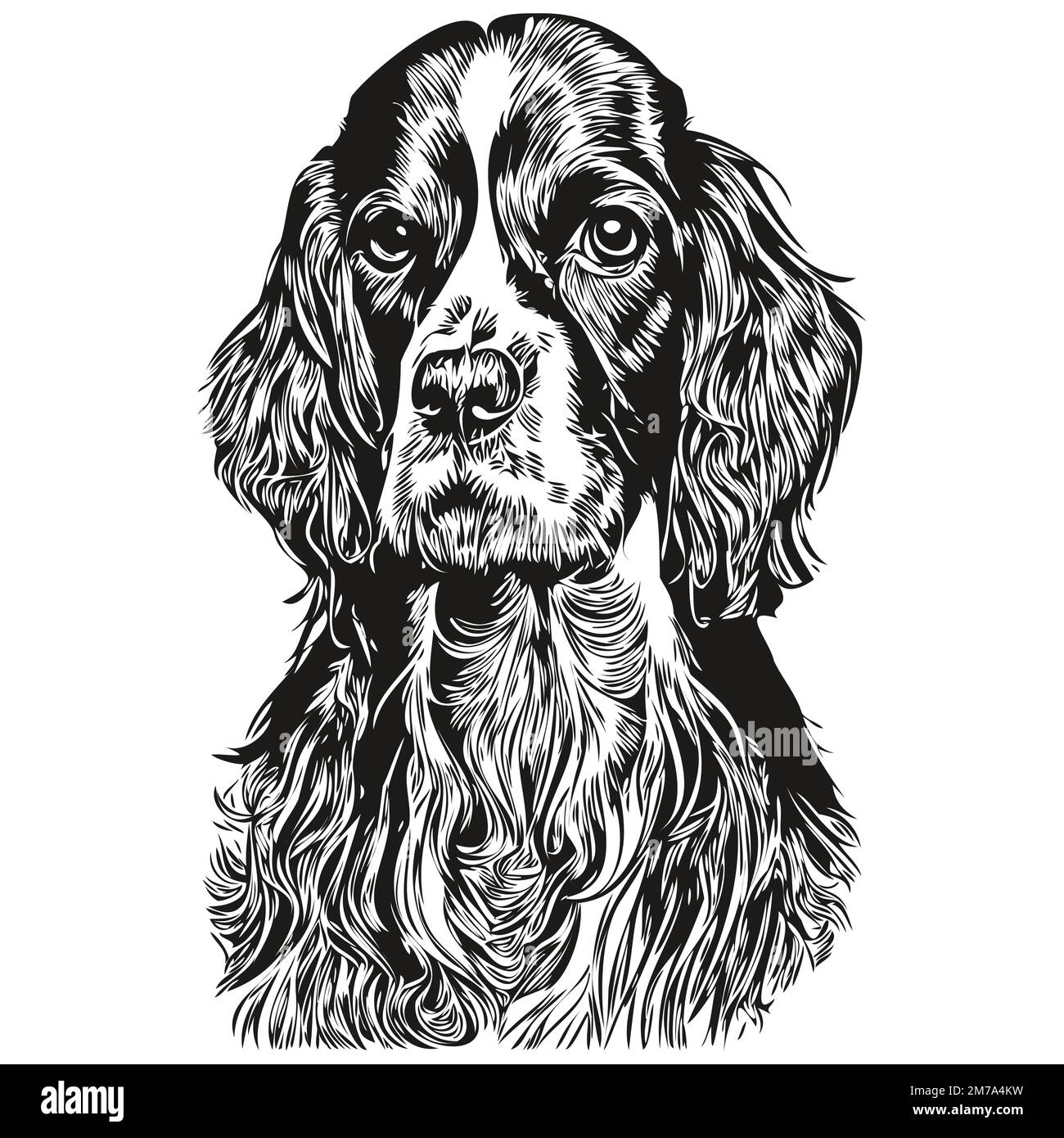 Spaniel Anglais Springer chien dessin main dessin vectoriel dessin noir et blanc logo animaux illustration Illustration de Vecteur